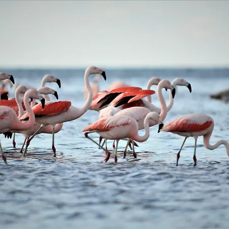 Casa Natura Blue Sea * Gran Alacant